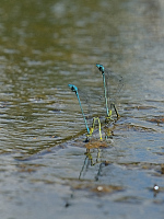 b2120 idlko pskovan (Coenagrion puella)