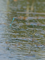b2128 idlko pskovan (Coenagrion puella)
