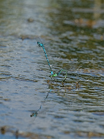 b2130 idlko pskovan (Coenagrion puella)