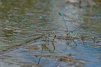 b2131 idlko pskovan (Coenagrion puella)