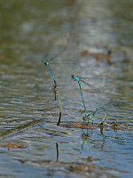 b2132 idlko pskovan (Coenagrion puella)