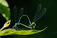 b2508 idlko pskovan (Coenagrion puella)