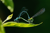 b2513 idlko pskovan (Coenagrion puella)