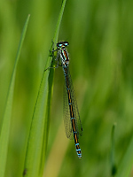 c1499. idlko pskovan (Coenagrion puella)