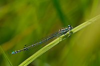 c1544. idlko pskovan (Coenagrion puella)