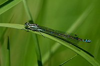 c1556. idlko pskovan (Coenagrion puella)