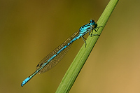 c1750. idlko pskovan (Coenagrion puella)