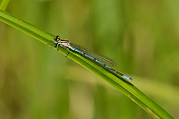 g0002. idlko pskovan (Coenagrion puella)