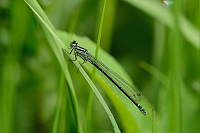 g0004. idlko pskovan (Coenagrion puella)
