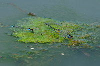 	9966.	 �id�lko rudoo�ko (Erythromma najas)