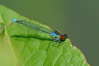 	9971.	 �id�lko rudoo�ko (Erythromma najas)