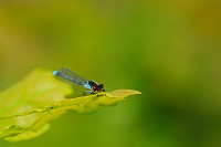 	A0645	 �id�lko rudoo�ko (Erythromma najas)