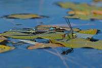 b2545 �id�lko rudoo�ko (Erythromma najas)