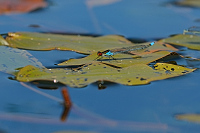 b2548 �id�lko rudoo�ko (Erythromma najas)