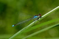 c4492 �id�lko rudoo�ko (Erythromma najas)