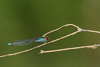 e0829. �id�lko rudoo�ko (Erythromma najas)