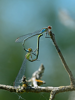 f0074. �id�lko rudoo�ko (Erythromma najas)