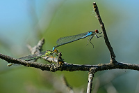 f0085. �id�lko rudoo�ko (Erythromma najas)