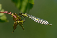 f0256. �id�lko rudoo�ko (Erythromma najas)