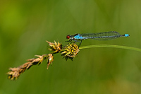 f0567. �id�lko rudoo�ko (Erythromma najas)