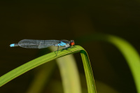 j0126. �id�lko rudoo�ko (Erythromma najas)