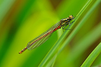 	9311.	 idlko rumnn (Pyrrhosoma nymphula)