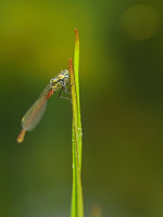 	9325.	 idlko rumnn (Pyrrhosoma nymphula)