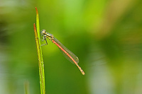 	9340.	 idlko rumnn (Pyrrhosoma nymphula)