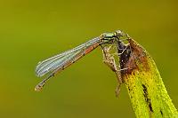 	9351.	 idlko rumnn (Pyrrhosoma nymphula)
