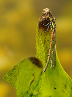 	9370.	 idlko rumnn (Pyrrhosoma nymphula)
