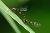 idlko rumnn (Pyrrhosoma nymphula)