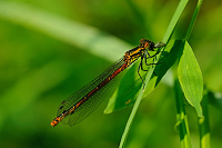 	A0371	 idlko rumnn (Pyrrhosoma nymphula)
