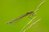 	A0600	 idlko rumnn (Pyrrhosoma nymphula)