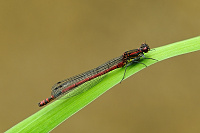 	A1405	 idlko rumnn (Pyrrhosoma nymphula)