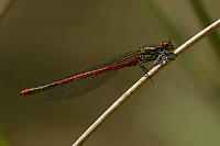 b0599 idlko rumnn (Pyrrhosoma nymphula)