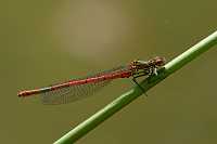 b0613 idlko rumnn (Pyrrhosoma nymphula)