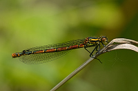 b0676 idlko rumnn (Pyrrhosoma nymphula)