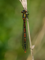 b0683 idlko rumnn (Pyrrhosoma nymphula)