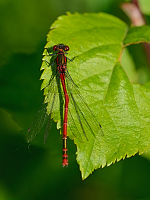 b0960 idlko rumnn (Pyrrhosoma nymphula)