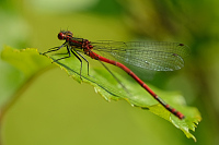 b0962 idlko rumnn (Pyrrhosoma nymphula)
