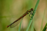 c0105. idlko rumnn (Pyrrhosoma nymphula)