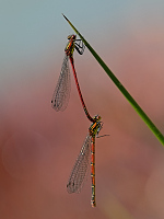 c0645. idlko rumnn (Pyrrhosoma nymphula)