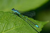 c4260 idlko irokoskvrnn (Coenagrion pulchellum) 