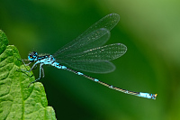 c4268 idlko irokoskvrnn (Coenagrion pulchellum) 