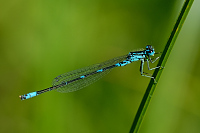 idlko irokoskvrnn (Coenagrion pulchellum)