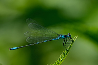 c4321 idlko irokoskvrnn (Coenagrion pulchellum) 