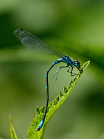 c4327 idlko irokoskvrnn (Coenagrion pulchellum) 