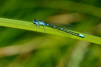 c4332 idlko irokoskvrnn (Coenagrion pulchellum) 