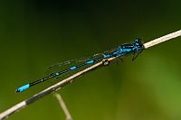 c4348 idlko irokoskvrnn (Coenagrion pulchellum) 