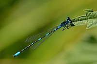 c4377 idlko irokoskvrnn (Coenagrion pulchellum) 
